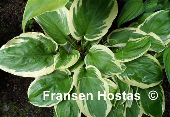 Hosta Wintergreen